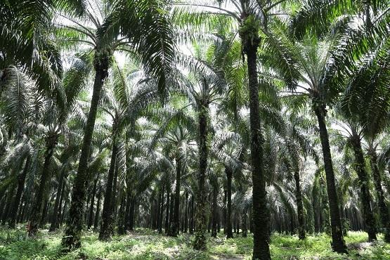 PT SMART Libo research station, Riau, Sumatra, Indonesia – Measuring photosynthesis on young oil palms in a nursery © A. Rival, CIRAD